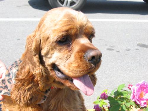 Barkley from BC Cocker Spaniel Rescue