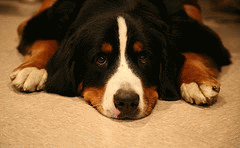 Bernese Mountain Dog Rescue