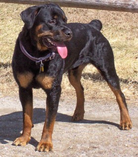 Boomer from NE Rottweiler Rescue