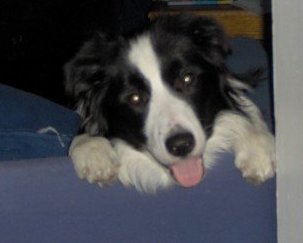 Brodz- My Border Collie