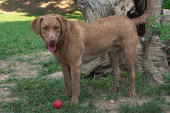 Chesapeake Bay Retriever Rescue