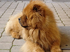 Chow Chow Dog Rescue