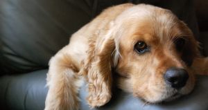 Cocker Spaniel