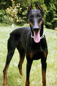 Doberman Pinscher