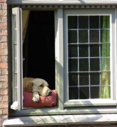 Dog Adoption
