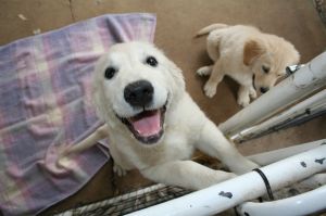 Dog Rescue Dog Rescue