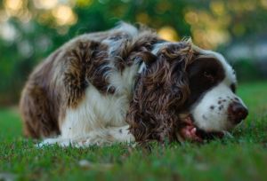 English Springer Spaniel