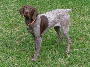 German Shorthaired Pointer