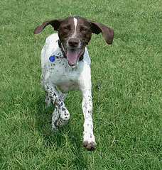 German Shorthaired Pointer Rescue