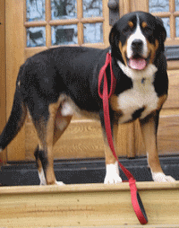 Greater Swiss Mountain Dog Rescue