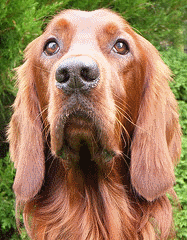 Irish Setter Dog Rescue