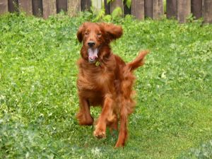 Irish Setters