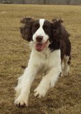 Jamie English Springer Spaniel Rescue Canada