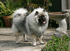 Keeshond Dog Breed