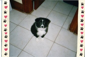 Mags- My Aussie Shep Mags- My Aussie Shep