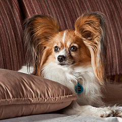 Papillon Dog Rescue