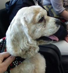 Sadie from Cocker Spaniel Rescue BC Sadie from Cocker Spaniel Rescue BC