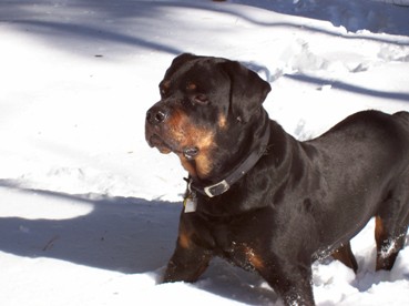 Sailor from NE Rottweiler Rescue