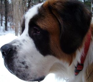 Saint-Bernard