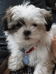 Shih Tzu Rescue