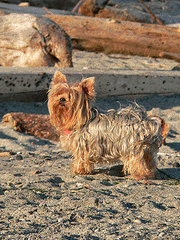 Yorkie Dog Rescue