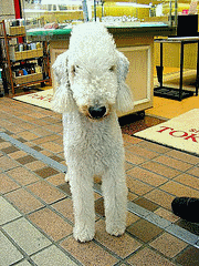 Bedlington Terrier Rescue