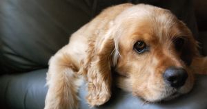 Cocker Spaniel Cocker Spaniel