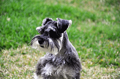 Miniature Schnauzer Rescue