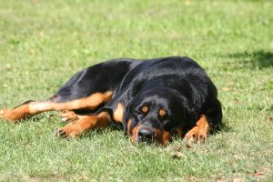 Rottweiler