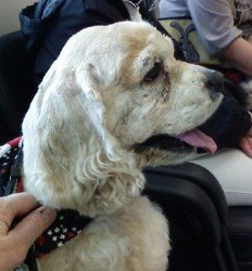 Sadie from Cocker Spaniel Rescue BC Sadie from Cocker Spaniel Rescue BC