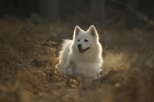 Samoyed dog breed